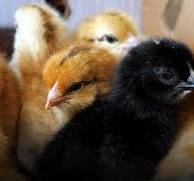 Lot de 50 Poussins d'un jour