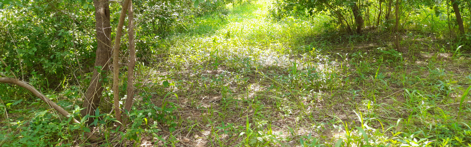 Nos plants, Votre avenir vert