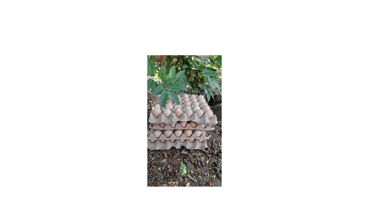 Projet de vente des oeufs